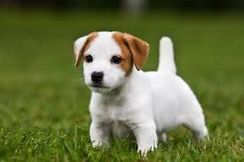 Jack Russel