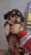 Dachshund pelo Longo