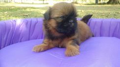 Shihtzu e Schnauzer Mini Disponíveis e para Entrega