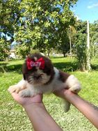 Shihtzu Disponiveis