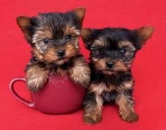 Fotos Similares: Yorkshire Terrier Lindos Filhotes 