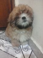 Fotos Similares: Lhasa Apso 