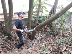 Fotos Similares: Corte de árvores em Guarulhos Zap 