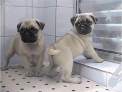 Belos Filhotes Pug