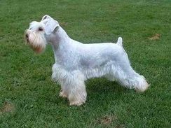 Schnauzer Branco