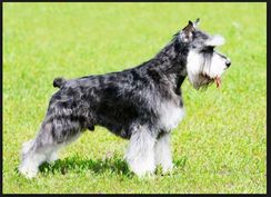 Schnauzer Macho com Pedigree