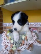 Filhotes Amorosos de Border Collie