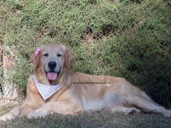 Golden Retriever Show Pedigree Canil Mantiqueira