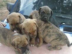 Fila Brasileiro Lindos Filhotes