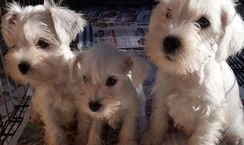 Schnauzer Mini Disponiveis