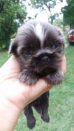 Shihtzu, Schauner Mini e Maltes RJ