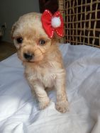 Filhotes de Poodle Toy Red