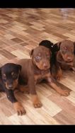 Doberman Filhotes Lindos