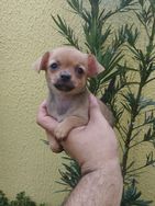 Fotos Similares: Chihuahuas Lindos Micros à Venda 