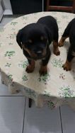 Cão Rottweiler