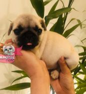 Fotos Similares: Vende-se Pugs Filhotes 