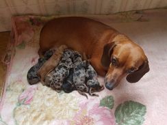 Dachshund (teckel, Basset Cofap e Salsicha)