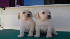 Belos Filhotes Labrador