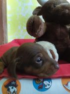 Lindos Filhotes de Teckel Dachshund à Venda.criação Veterinária