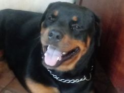 Filhote Rotweiler