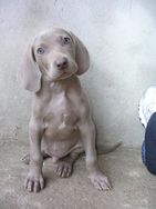 Weimaraner Alegres e Apaixonantes