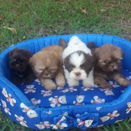 Bbs Shihtzu Machos Disponiveis para Entrega