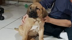 Fila Brasileiro