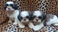 Shih Tzu Filhote