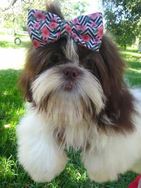 Shih Tzu Macho Pronta Entrega