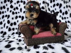 Adoraveis Filhotes de Yorkshire Terrier