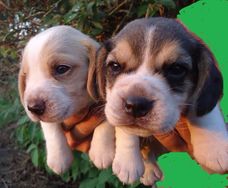 Beagle Lindos e Alegres Vacinados