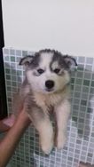 Husky Siberiano