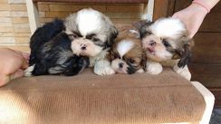 Shihtzu Lindos