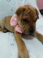 Fotos Similares: Sharpei Lindos Filhotes 