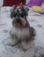 Schnauzer Nascidos em 29.04.2018