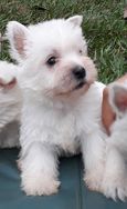 West Highland White Terrier RJ