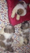 Shih Tzu do Tibet