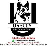 Adestramento de Cães