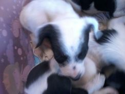 Venda de 7 Filhotes de Cachorros Fox Paulistinha