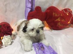 Shihtzu Lindas Femeas