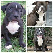 Pit Bull Lindos Filhotes