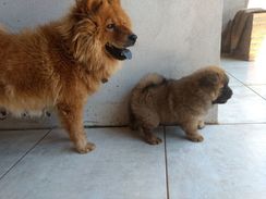 Chow Chow, Casal