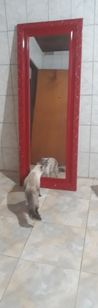 Espelho Rainha