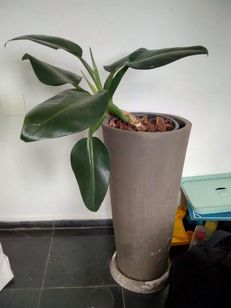 Vaso de Cimento + Planta (babosa de Pau)