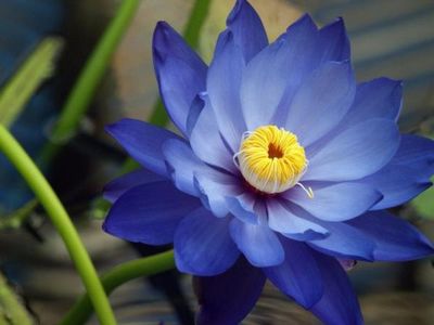 Oleo Flor de Lotus