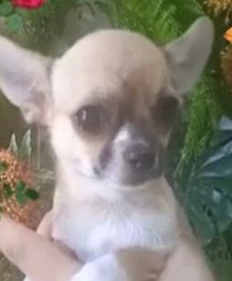 Chihuahua Fêmea de Bolsa
