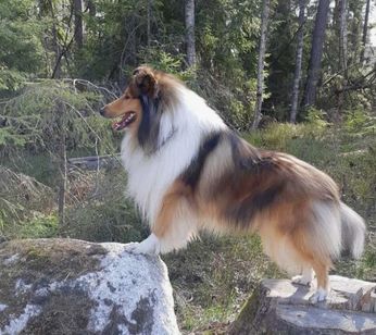 Mini Lassie à Venda