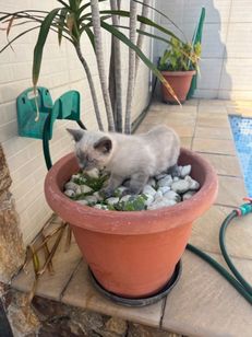 Filhotes Russian Blue Point no Rio de Janeiro