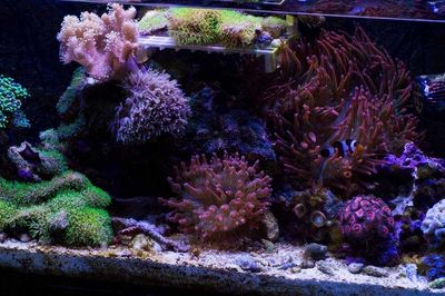 Aquario Nano Reef 60l