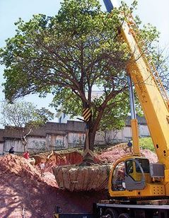 Remoção de árvores